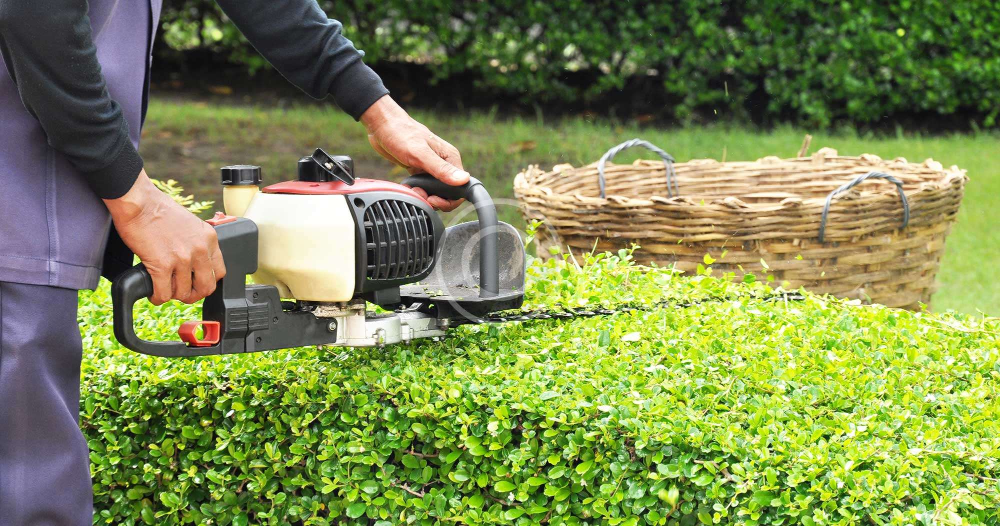 Hedge Trimming